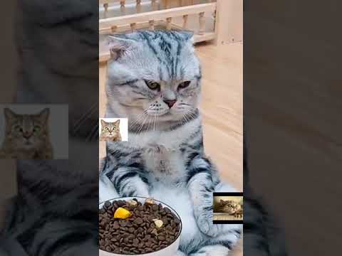Funny dissatisfied cat dos not want to eat