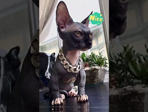Cornish Rex Cat 😸🤗//Beautiful Cat Breed🥰  #shorts #catlovers #viralshorts        An Animal