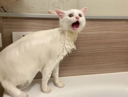 【大絶叫】水遊び中の猫にシャンプーをしてみたら猛抗議されました…