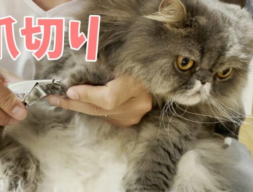 不服すぎる愛猫の爪切り動画【ペルシャ猫】