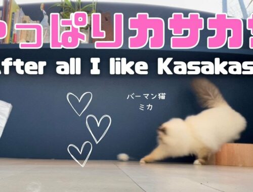 バーマン猫ミカ【やっぱりカサカサ】After all I like Kasakasa（バーマン猫）Birman/Cat