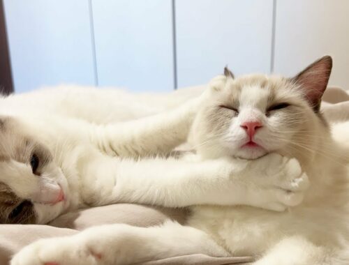寝癖が独特な兄弟猫の近くで寝たラグドールの子猫が大変な目に遭っていましたw