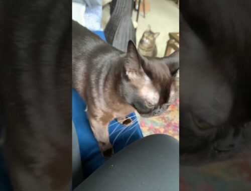 Burmese Cat Lola Meowing and Purring | #shorts