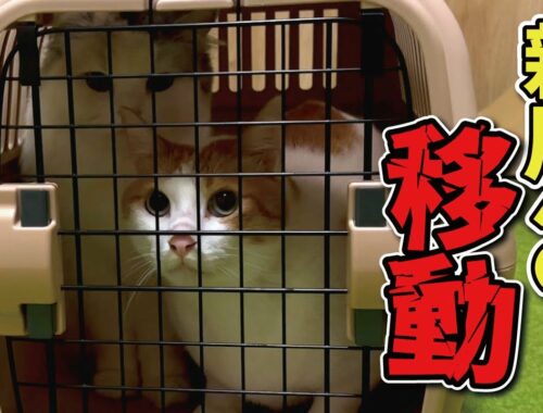 【引っ越し】新居への移動について【関西弁でしゃべる猫】