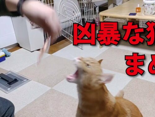 変なおもちゃで遊ぶ猫　#cat #アメリカンカール #猫 　cat playing with strange toy
