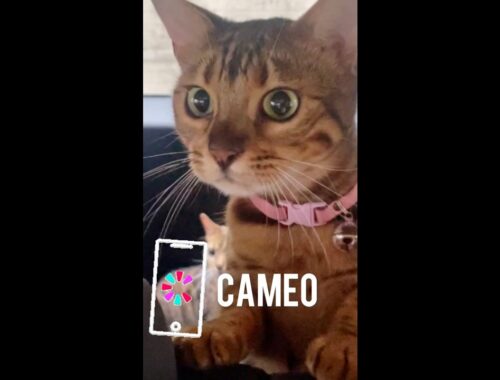 CAMEOで猫からの応援メッセージリクエストしてみませんか？