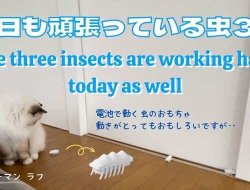 バーマン猫ラフ【今日も頑張っている虫3匹】The three insects are working hard today as well（バーマン猫）Birman/Cat