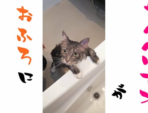 もふもふサイベリアン猫がお風呂に入ると...【サイベリアンのラフィ】#Shorts