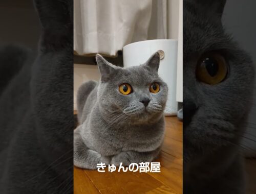 #ブリティッシュショートヘア #猫 #shorts #ねこ #cat