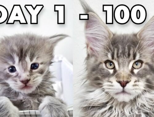 Maine Coon Kittens Growing Up | First 100 Days Of Their Lives!