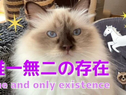 個性が際立つバーマン猫【唯一無二の存在】One and only existence （バーマン猫） Birman/Cat