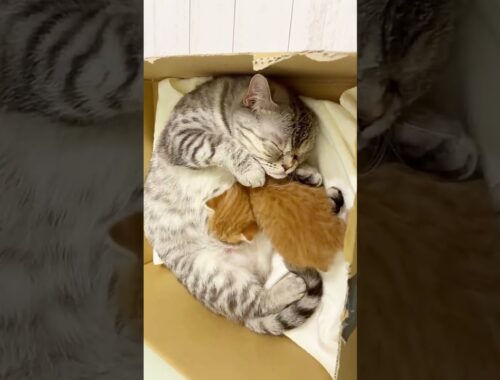 【癒し】赤ちゃん子猫に授乳するママ猫 #Shorts