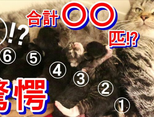 【驚愕】メインクーンのお産に立ち会ったら驚きの頭数が…!子猫の出生状況ご報告!