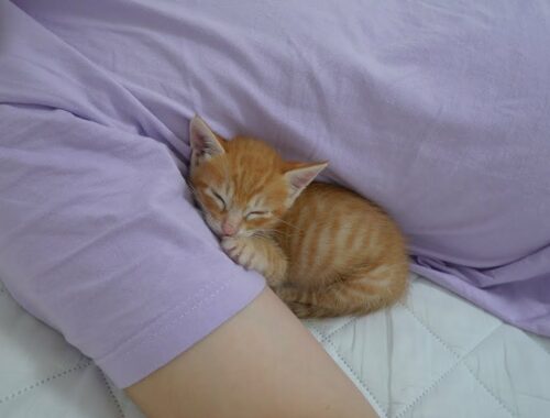 When Kitten's Sleepy After Playing alone, It Comes to Me and Sleeps!