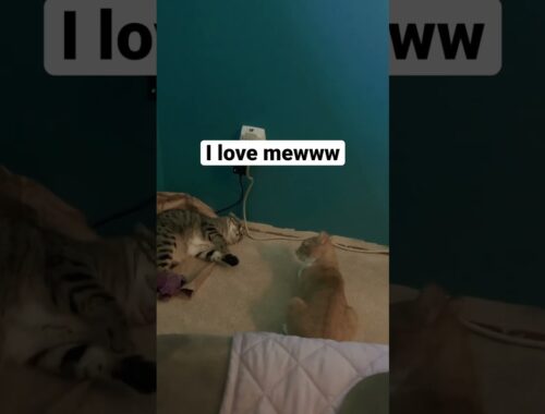 Manx cat says “I love you” #shorts #cat #catlover #cats