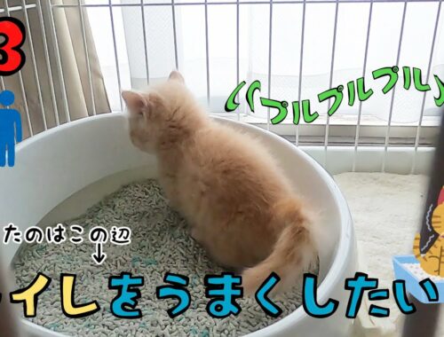 #3【短足マンチカン】トイレをビシッとキメたい子猫