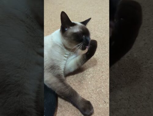 爪を噛むシャム猫🐈 - Cats biting her nails - #Shorts