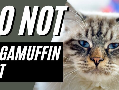 ラガマフィン猫を飼ってはいけない7つの理由