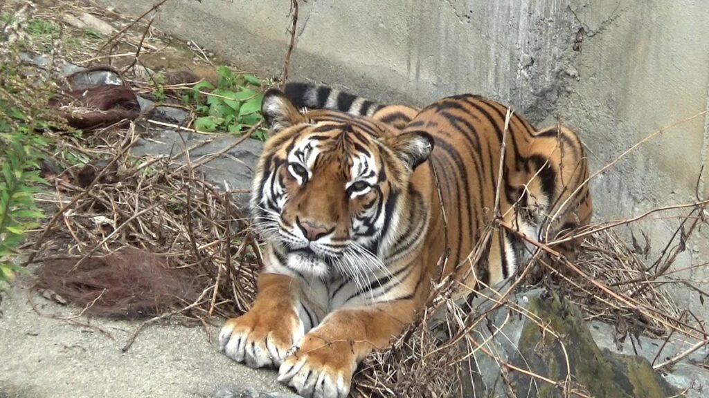 【もはやネコ猫】ベンガルトラのサワが可愛すぎる❤ Cute Bengal tiger【Cute animal videos】【かみね動物園】 【もはやネコ猫】ベンガルトラのサワが可愛すぎる❤ Cute Bengal tiger【Cute animal videos】【かみね動物園】