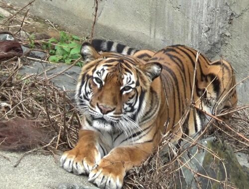 【もはやネコ猫】ベンガルトラのサワが可愛すぎる❤ Cute Bengal tiger【Cute animal videos】【かみね動物園】