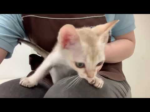 【シンガプーラ】世界最小猫種シンガプーラ。セピアカラーが美！