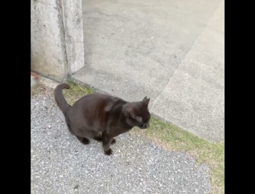 sneezing black cat  #Shorts