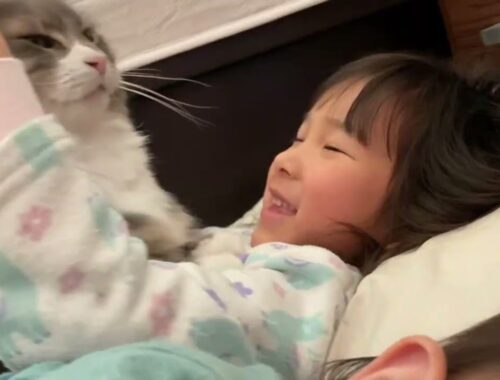 子供に甘え撫でてもらうようになった猫　ノルウェージャンフォレストキャット　ラガマフィンA cat that goes to be stroked by a child.