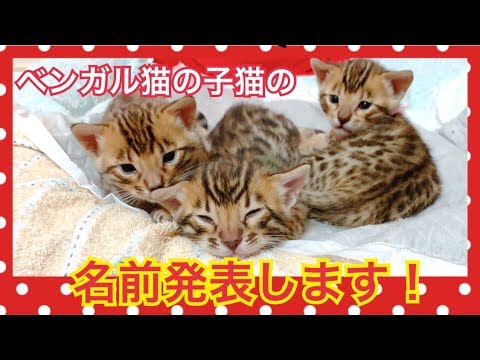 【名前発表！】ベンガル猫ベルの3匹の子猫の名前が決まりました