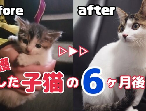 【保護猫】ひとりぼっちの子猫のビフォーアフター/6ヶ月後に避妊手術をする
