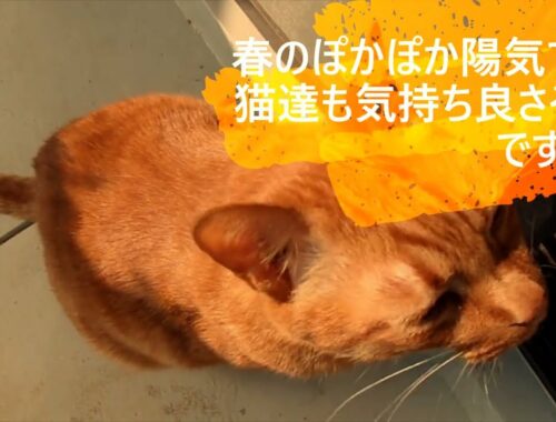 【猫と植物】ミーちゃんの大事なお仕事😸【日本猫の３ニャン】