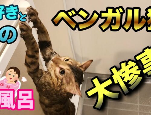 【猫お風呂】ベンガル猫は水好き？初めてお風呂に入れたら大惨事だった
