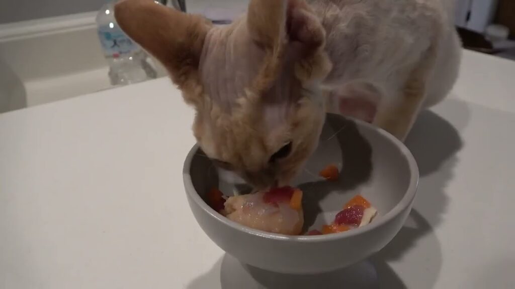 １歳のお誕生日のお祝いに手作りケーキをもらったデボン猫です