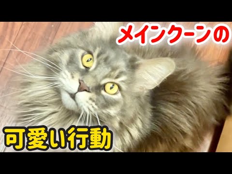 【メインクーン】猫の可愛い行動5選