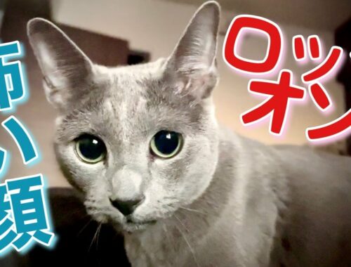 猫をかぶる~こてつが凶暴になる時【ロシアンブルー】Russian Blue cat Kotetsu~a puma in cat's clothing,when Kotetsu goes berserk