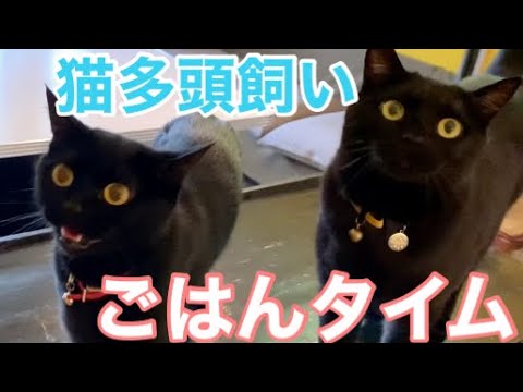 【４匹黒のボンベイ猫】ごはん時間の風景   Cat mealtime landscape ☆Black bombay cat  (猫多頭飼い)