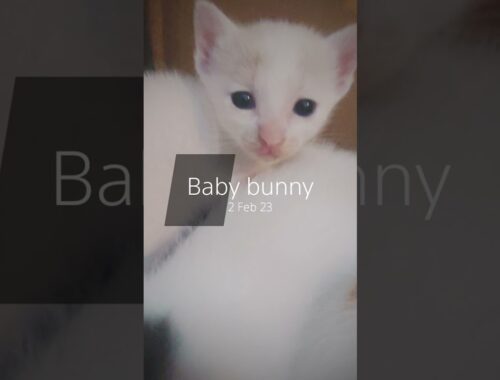 Japanese Bobtail + Bobtail Kitten For Adoption - 1 Month, Domestic Crocked Tail Cat.  from Butterw..