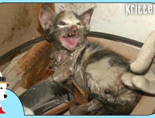Cat Cry For Help To Save Her Kitten Stuck In Glue Trap l Kritter Klub