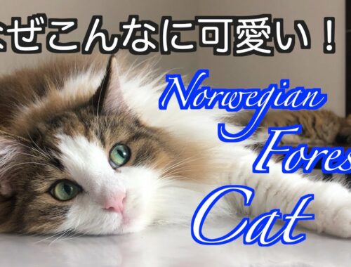 なぜこんなに可愛い！ノルウェージャンフォレストキャット！NorwegianForest Cat