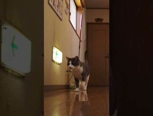 おもちくんの夢は日本一の看板猫