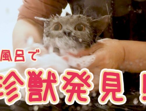 甘えん坊ぺぺちゃんの入浴シーンを初公開！！｜セルカークレックス｜ブリティッシュショートヘア