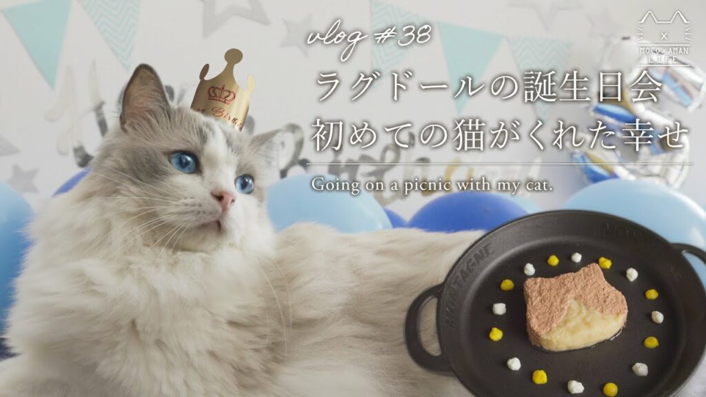 ラグドールと暮らした5年間|初めての猫|#38 ラグドールと暮らした5年間|初めての猫|#38