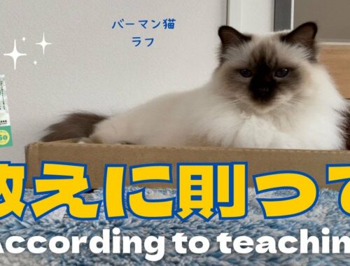 バーマン猫ラフ【教えに則って】According to teaching（バーマン猫）Birman/Cat
