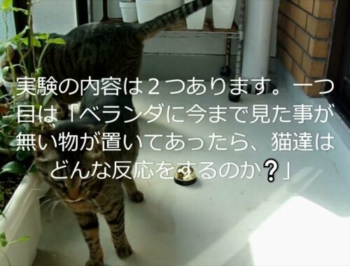 【ガチャガチャ】【実験】猫のおもちゃで実験をします☆【日本猫のにゃらんとミーちゃん】
