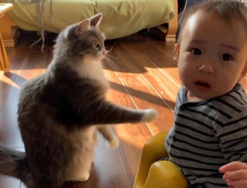 赤ちゃんと対等にケンカする猫　ノルウェージャンフォレストキャット　A cat fighting with a baby