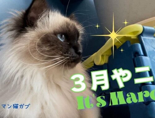 楽しいことが盛りだくさん【３月やニャ】It’s March（バーマン猫）Birman/Cat