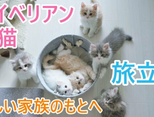 【子猫のかわいい成長記録】子猫4匹新しい家族のもとへ旅立ち【猫サイベリアン多頭飼い】
