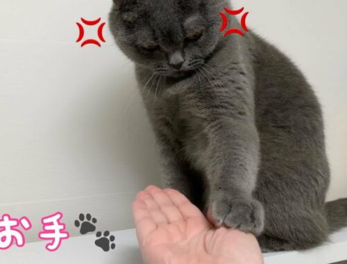【ブリティッシュショートヘア】怒りながら猫パンチするぶりくんが可愛い！[British Shorthair] Buri-kun, who punches a cat, is cute!