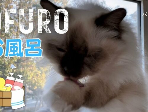 グルーミングの順番【OFURO】お風呂（バーマン猫）Birman/Cat