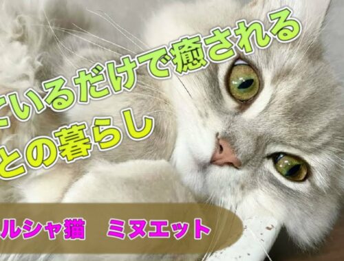 【ペルシャ＆ミヌエット】猫に癒される生活