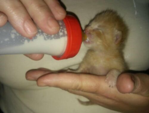 Newborn kittens left by some heartless person in a bucket only a few hours after being born, crying.